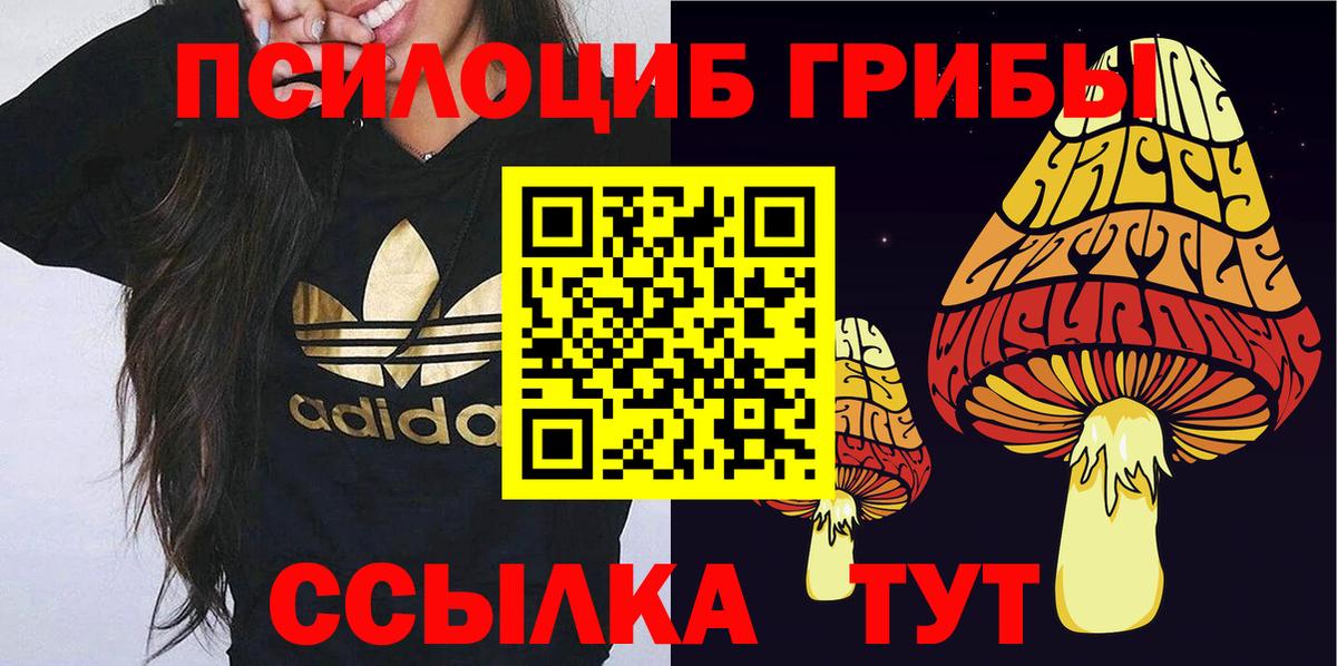 Галлюциногенные грибы Psilocybe Заводоуковск